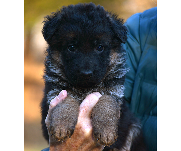 Long Coat Female German Shepherd Puppy for Sale in Maryland, Pennsyvania, West Virginia, Virginia, East Coast, the best German Shepherd breeder in the USA